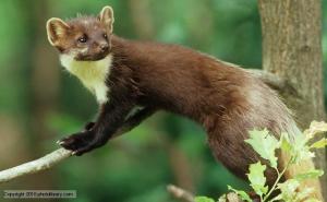 A Pine Marten. (Source) http://strangeanimalsoftheworld.weebly.com/europe.html