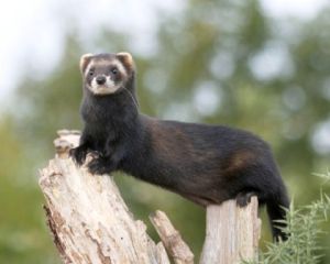 A Polecat. (Source) http://www.wsbrc.org.uk/Ktv1P8Hwd0awwjVcWnANNQ%3D%3D/Species.aspx