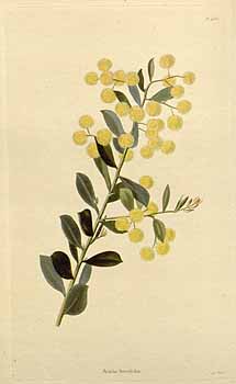 Flowers of the Box-leaf wattle, Acacia buxifolia