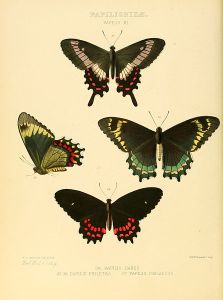 Parides phalaedas (and its subspecies)
